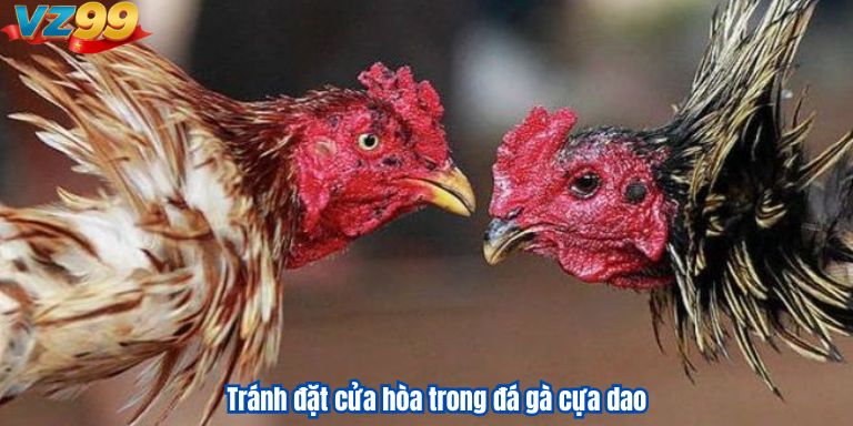 Đá Gà Cựa Dao Tại VZ99: Thiên Đường Cho Người Chơi 4 Tránh đặt cửa hòa trong đá gà cựa dao